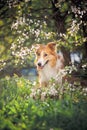 Border collie dog portrait in spring Royalty Free Stock Photo