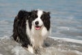 Border Collie dog at the beach Royalty Free Stock Photo