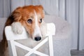 Border collie dog portrait in studio Royalty Free Stock Photo