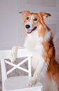 Border collie dog portrait in studio Royalty Free Stock Photo
