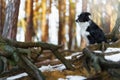 The Border Collie dog poses next to beautiful large roots