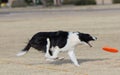 Border collie reaching to catch a disc