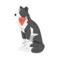 Border Collie Dog in Red Neckerchief, Side View of Sitting Smart Shepherd Pet Animal with Black White Coat Cartoon Royalty Free Stock Photo