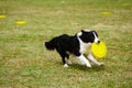 Border collie dog running Royalty Free Stock Photo