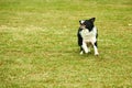 Border collie dog running Royalty Free Stock Photo