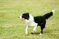 Border collie dog running Royalty Free Stock Photo