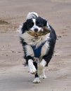 Border Collie Dog - running on a beach with a stick in his mouth Royalty Free Stock Photo