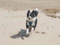 Border Collie Dog - running on a beach with a stick in his mouth Royalty Free Stock Photo