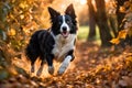 Border collie dog running on fallen leaves. Royalty Free Stock Photo