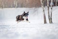 Border collie dog running in winter Royalty Free Stock Photo