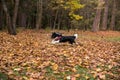 Border Collie Dog is Running on the Forest Ground