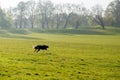 Border collie dog running get a ball in the park in the morning. Royalty Free Stock Photo