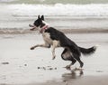 Border collie dog running happy in shallow water on the beach