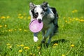 Border collie dog running in a spring meadow Royalty Free Stock Photo