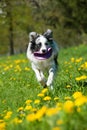 Border collie dog running in a spring meadow Royalty Free Stock Photo