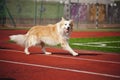 Border collie dog running Royalty Free Stock Photo