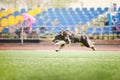 Border collie dog running Royalty Free Stock Photo