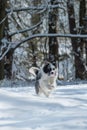 Border collie dog running in winter landscape Royalty Free Stock Photo