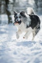 Border collie dog running in winter landscape Royalty Free Stock Photo