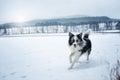 Border collie dog running in winter landscape Royalty Free Stock Photo