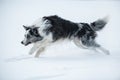 Border collie dog running in winter landscape Royalty Free Stock Photo