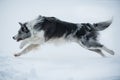 Border collie dog running in winter landscape Royalty Free Stock Photo