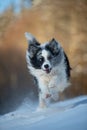 Border collie dog in winter landscape Royalty Free Stock Photo