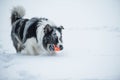 Border collie dog running in winter landscape Royalty Free Stock Photo