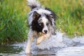 Border collie dog runs through the water Royalty Free Stock Photo