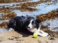 Border Collie dog in Seaweed Royalty Free Stock Photo