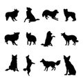 Border collie dog silhouettes, Border collie silhouette collection Royalty Free Stock Photo