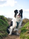 Border Collie Dog Sitting and Concentrating