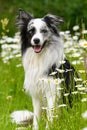 Border collie dog in daisy flower meadow