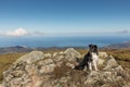 Border Collie dog sitting on rocky outcrop with Mediterranean se Royalty Free Stock Photo