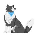 Border Collie Dog, Sitting Shepherd Pet Animal with Black White Coat Cartoon Vector Illustration Royalty Free Stock Photo