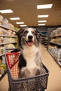 Border collie dog sitting in a shopping cart or trolley on grocery, super maket or pet store