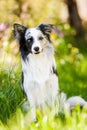 Border collie dog in a spring meadow Royalty Free Stock Photo