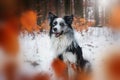 Border collie dog sitting in winter landscape Royalty Free Stock Photo