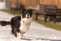 Border collie dog in snowy winter. Dog running and having fun in the snow Royalty Free Stock Photo