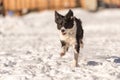 Border collie dog in snowy winter. Dog running and having fun in the snow Royalty Free Stock Photo