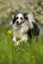 Border collie dog in a spring meadow Royalty Free Stock Photo