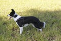 Dog, Border Collie, and Outdoors in Town Square, Brazil, South America Royalty Free Stock Photo