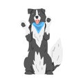 Border Collie Dog Standing on its Hind Legs, Smart Shepherd Pet Animal with Black White Coat Cartoon Vector Illustration Royalty Free Stock Photo