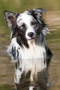 Border collie dog is standing in a lake Royalty Free Stock Photo