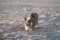 A Border Collie dog stands on the sandy beach at dusk, gazing into the distance