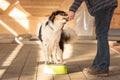 Obedient Border Collie Dog stands on a stool and with the help of the handler is supposed to turn on its own axis