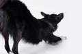 Border collie dog streches over white background. Dog health