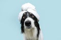 Border collie dog summer. Puppy relaxing spa wrapped with a white towel. Isolated on blue pastel background
