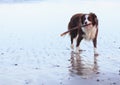 Border collie dog on surf beach with stick Royalty Free Stock Photo