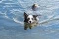 Border collie dog is swimming in a lake Royalty Free Stock Photo